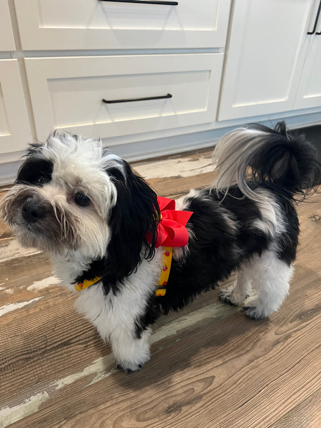 Apple Orchard Dog Harness