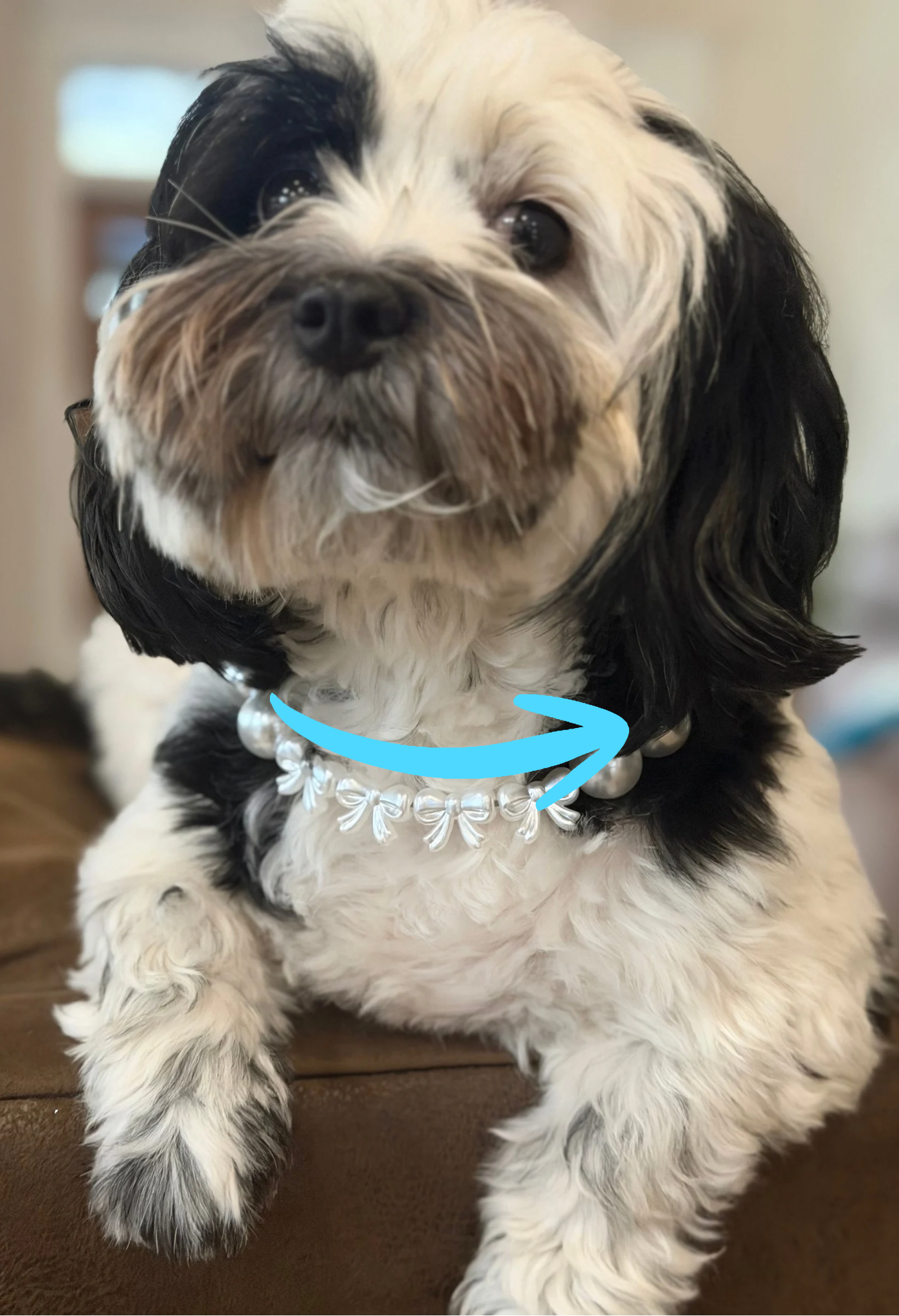 Pearls & Bows Wedding Beaded Pet Collar