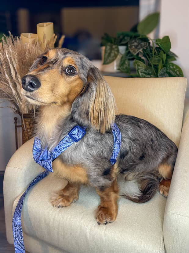 Blue Bayou Paisley Adjustable Dog Harness