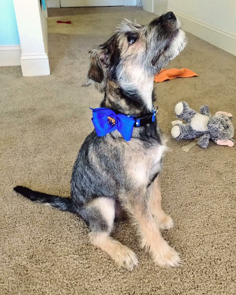 Classic Solid Pet Bow – Choose Your Color