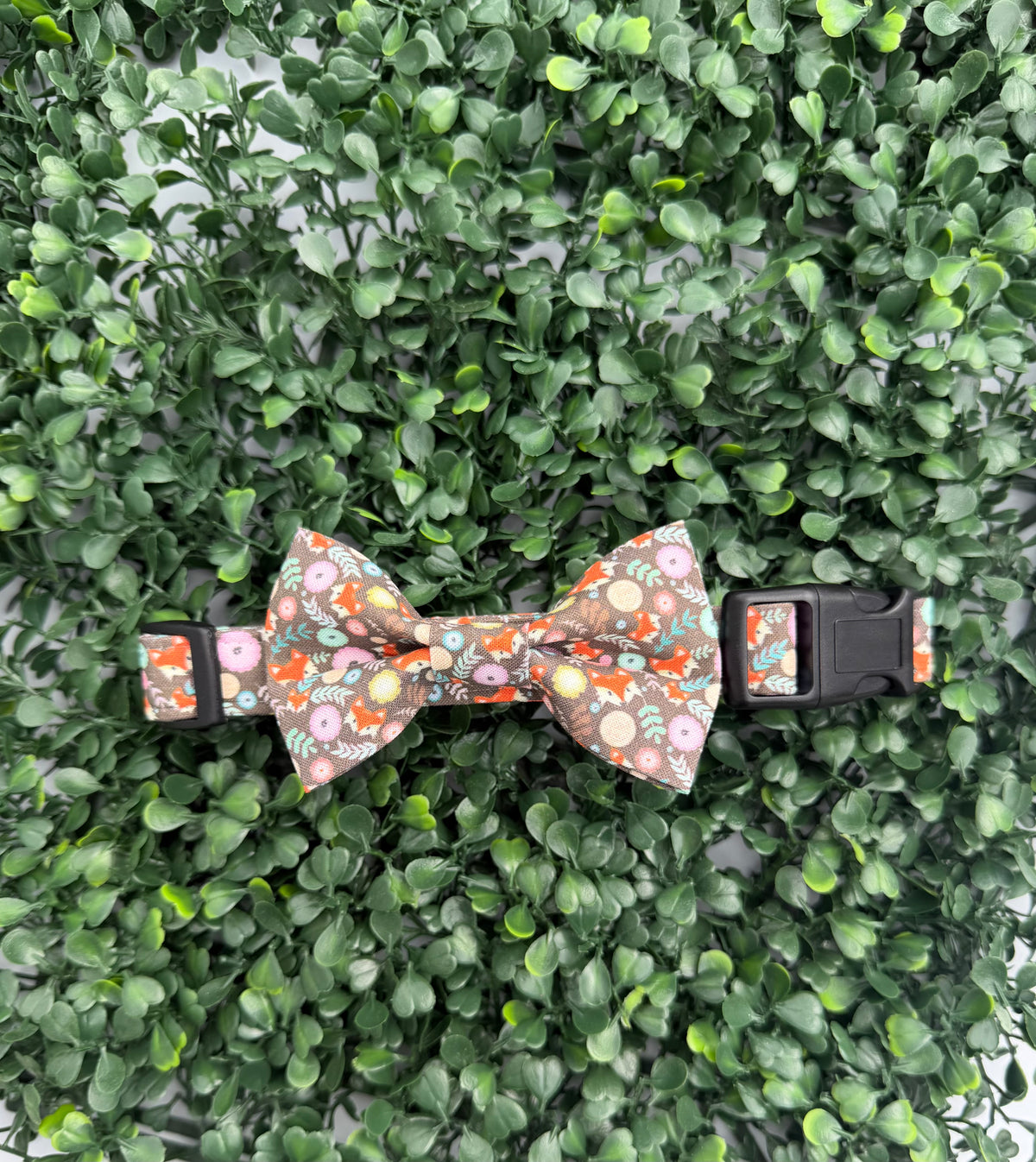 Fox in the Wild Dog Collar