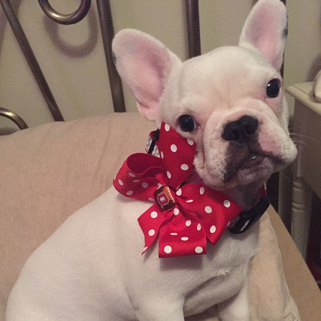 Team Spirit Custom Dog Collar or Harness – Choose Your Team & Style