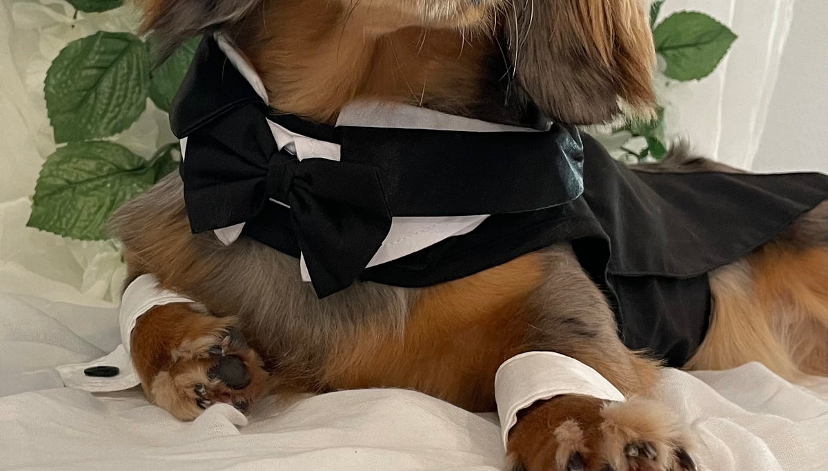Classic Tuxedo Wedding Dog Outfit