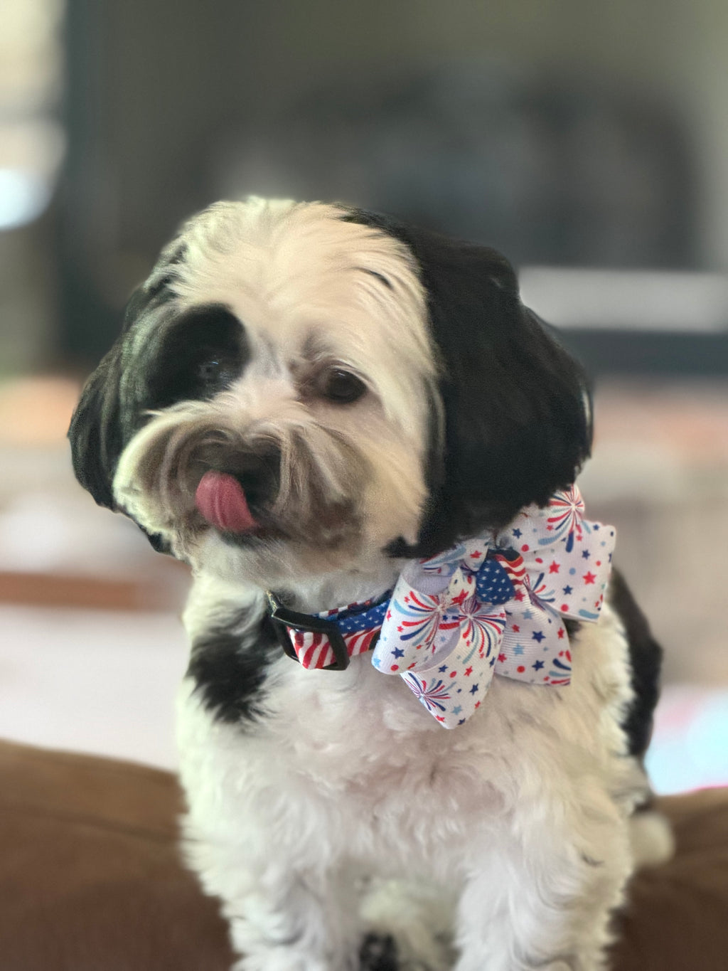 Stars, Stripes & Fireworks Dog Collar 🇺🇸