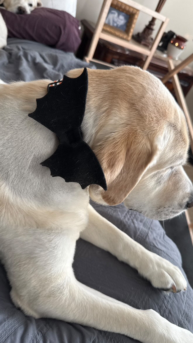 Bat Wing Pet Accessory – Collar or Harness Attachment