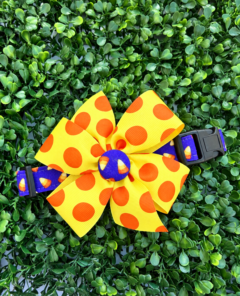 Candy Corn Cutie Dog or Cat Collar