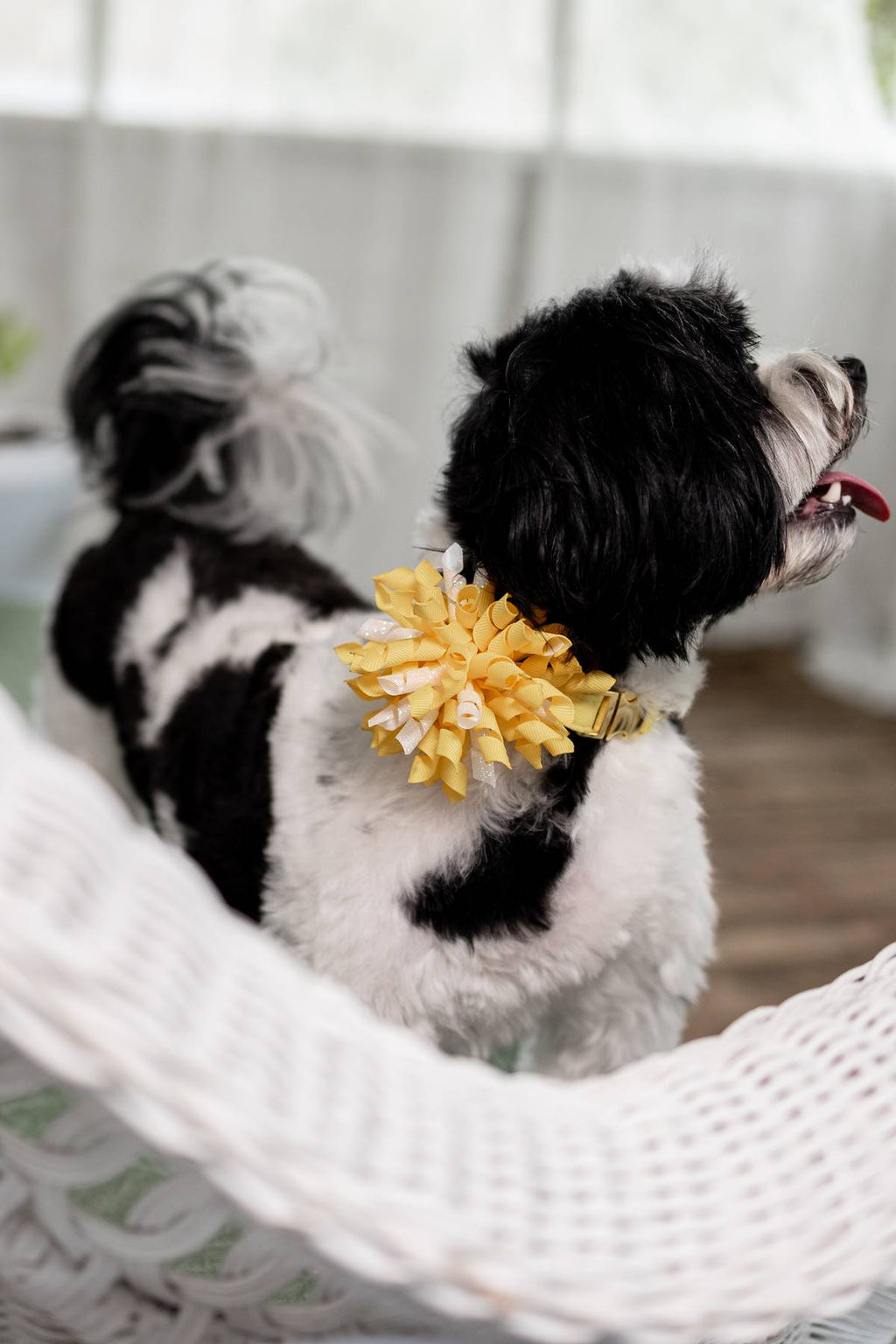 Custom Wedding Dog Collar