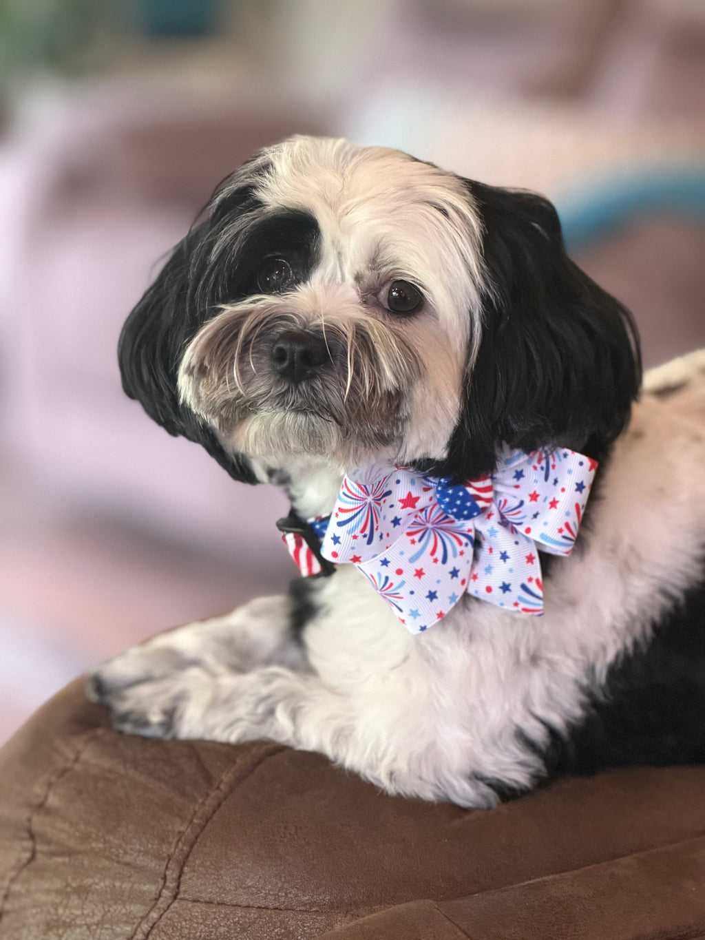 Stars, Stripes & Fireworks Dog Collar 🇺🇸