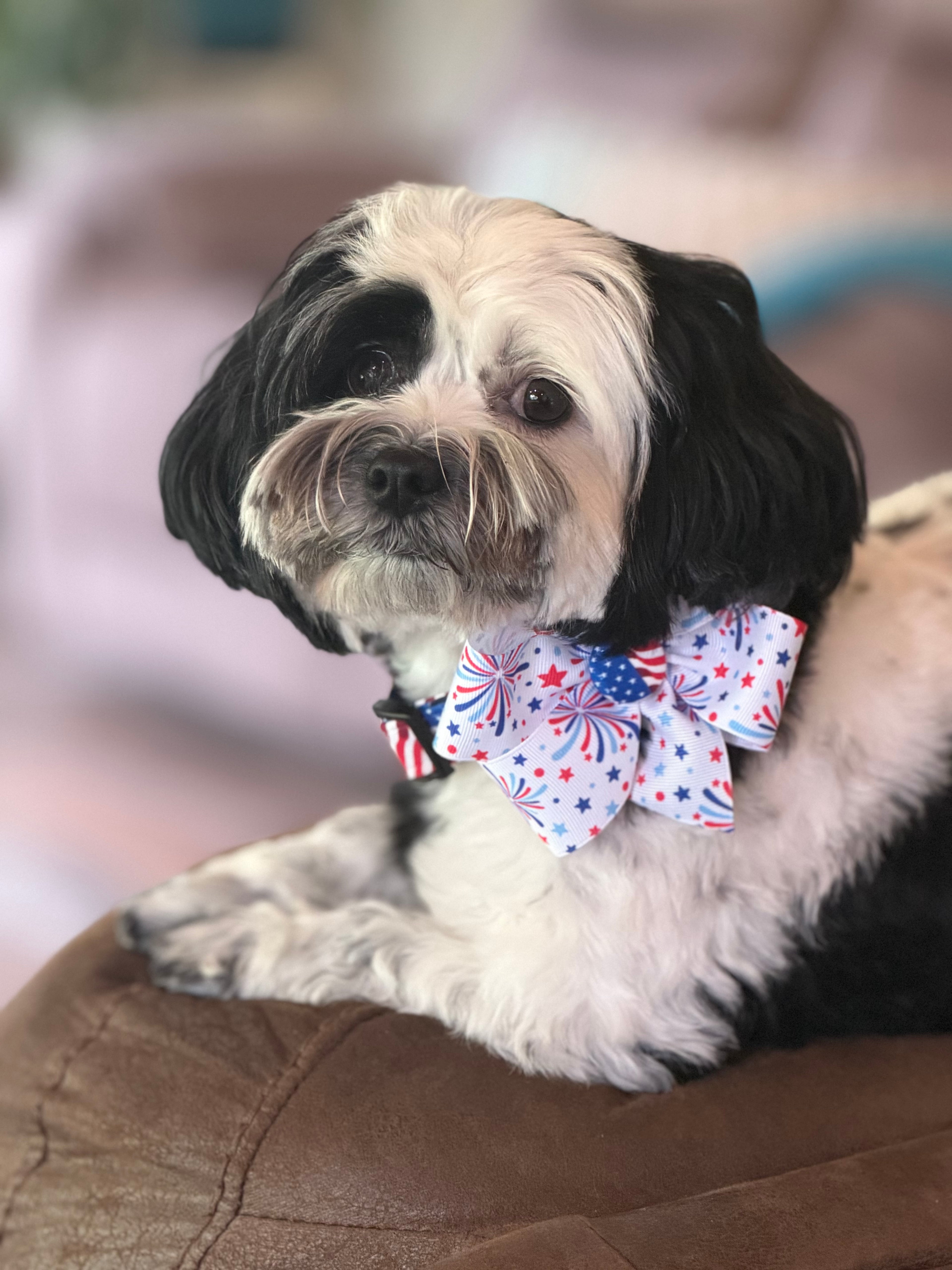 Stars, Stripes & Fireworks Dog Collar 🇺🇸