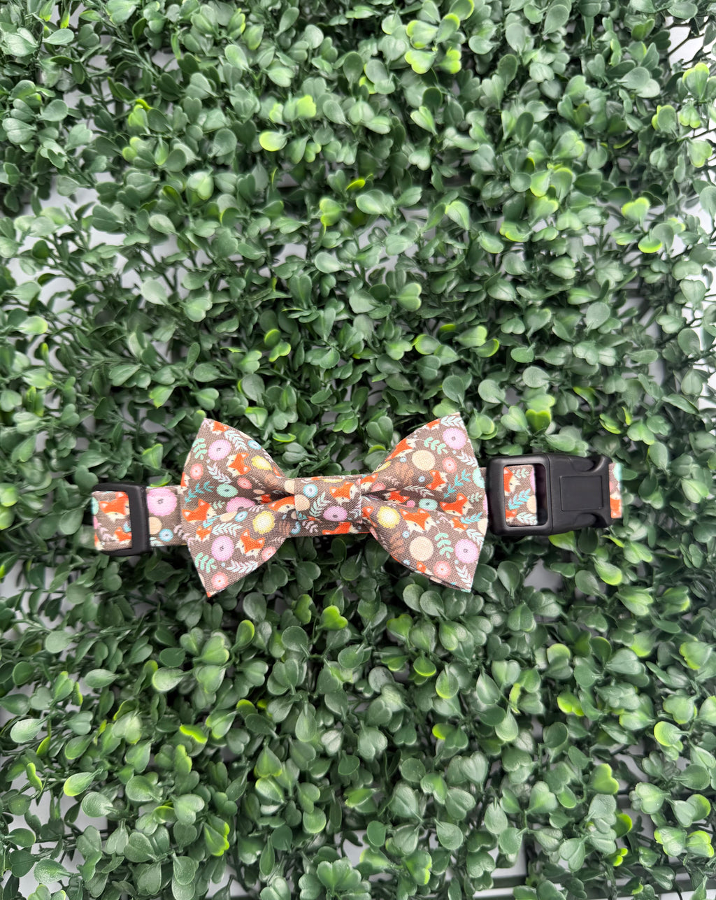 Fox in the Wild Dog Collar