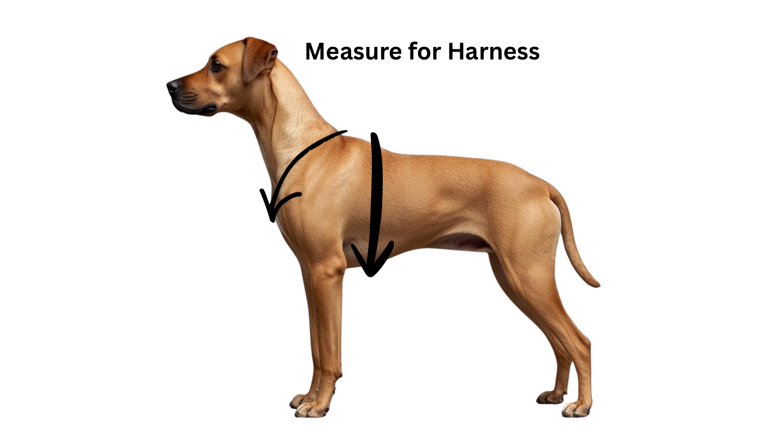 Pumpkin Patch Plaid Adjustable Dog Harness