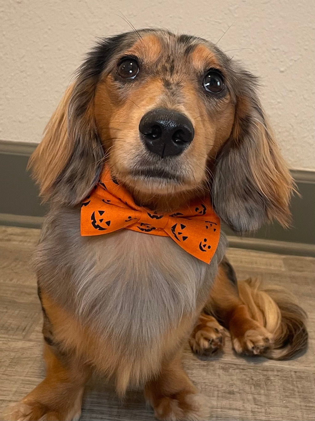 Jack-O’-Lantern Halloween Dog Collar