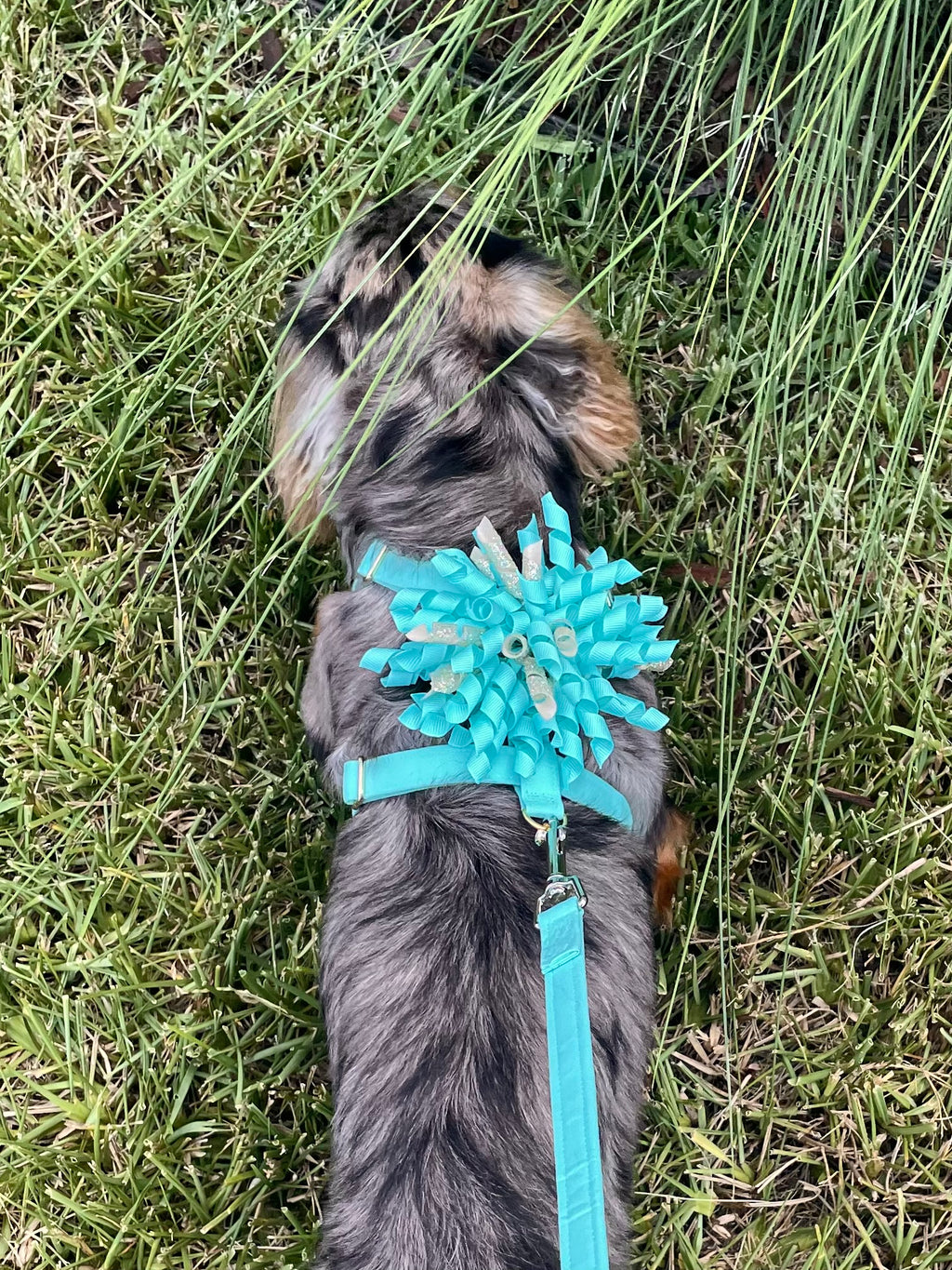 Custom Celebration Wedding Dog Harness