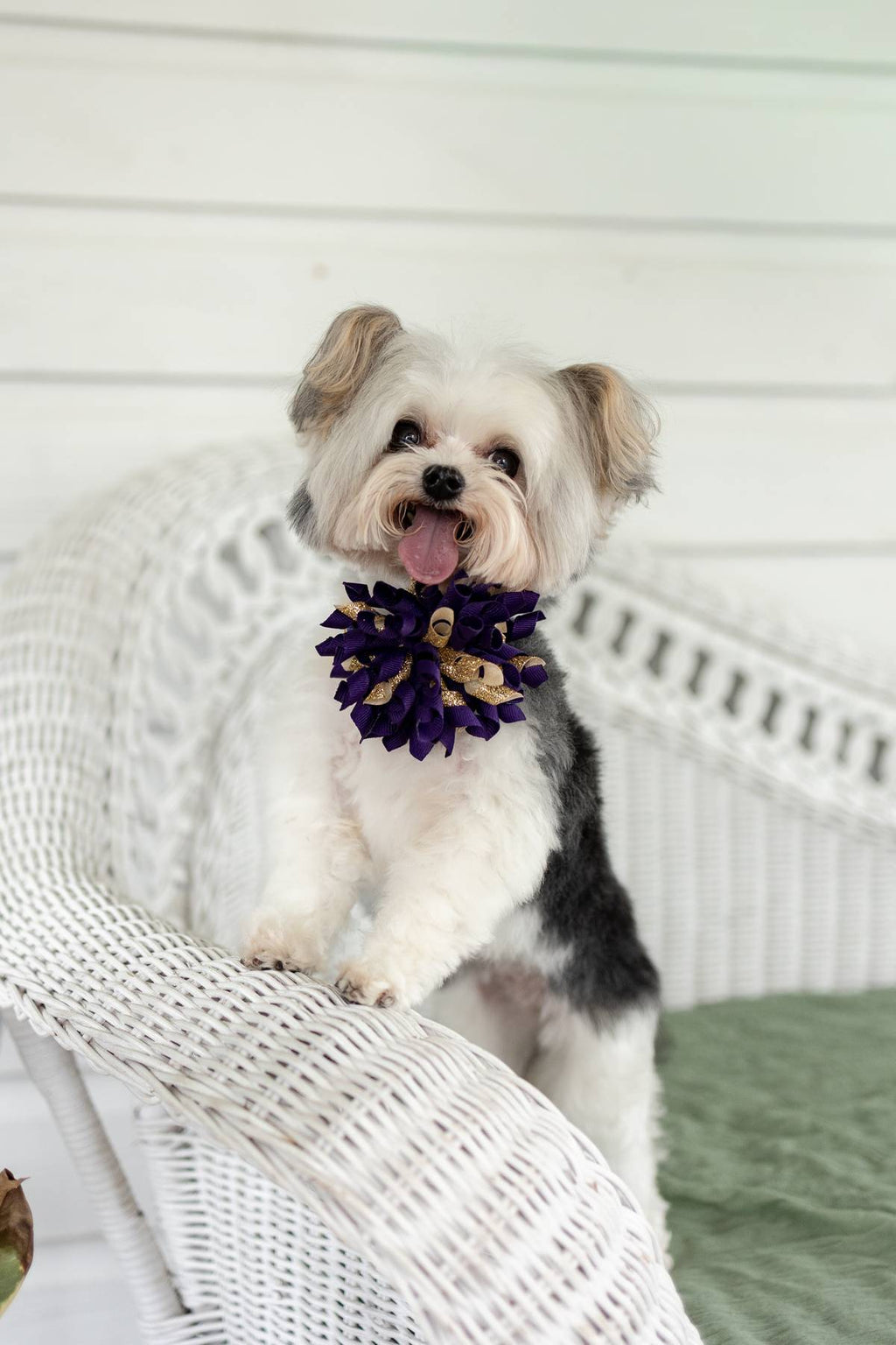 Custom Wedding Dog Collar