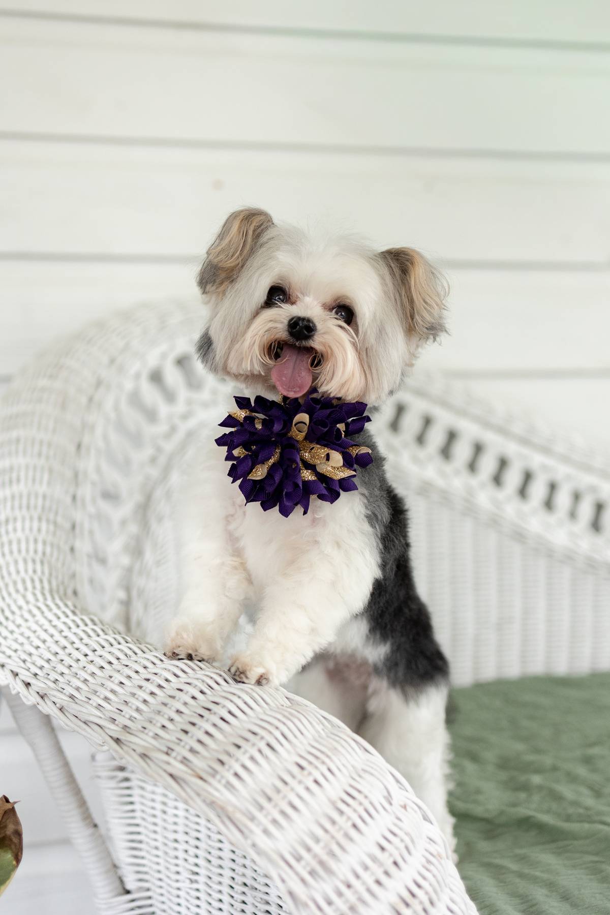 Custom Wedding Dog Collar
