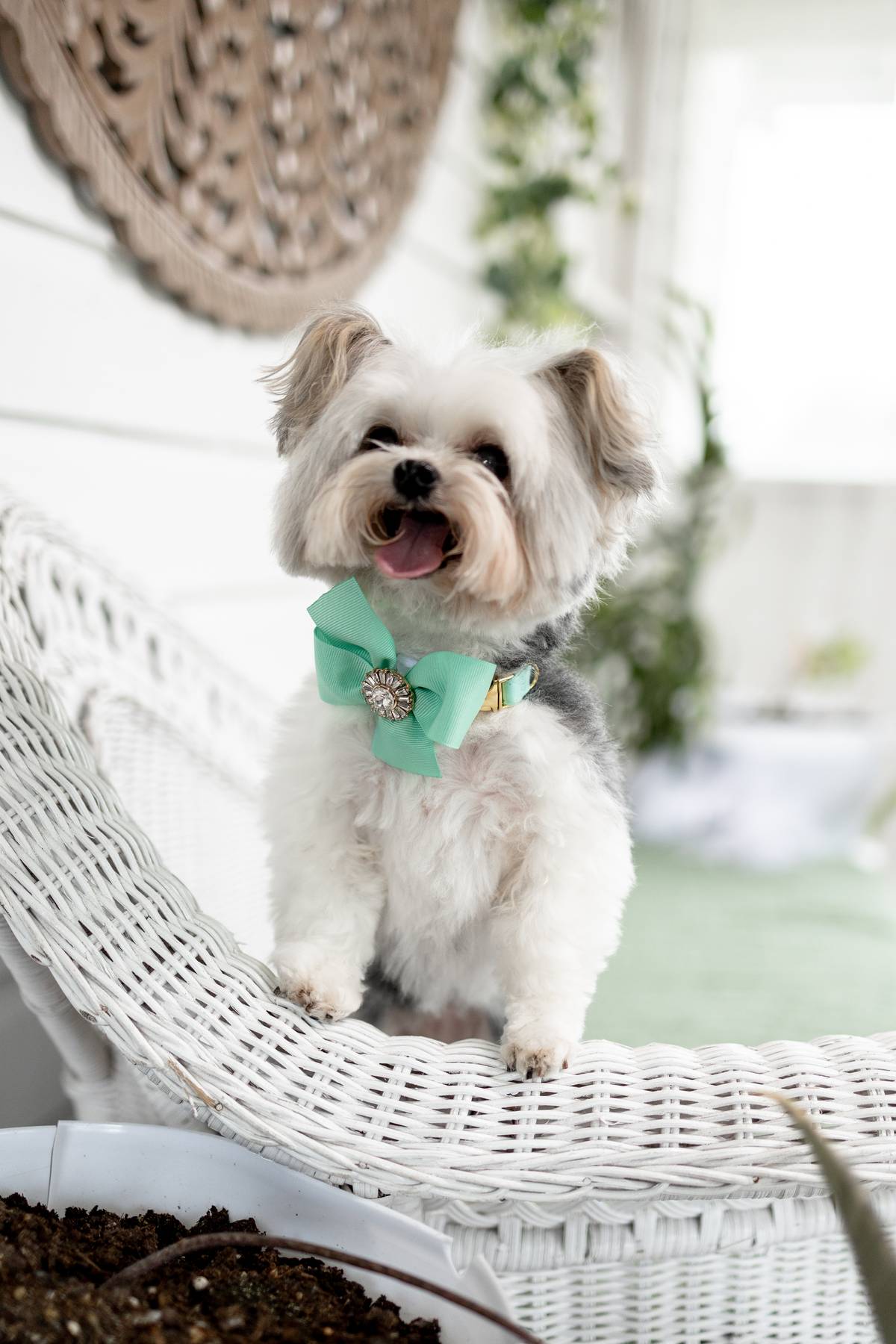 Custom Wedding Dog Collar