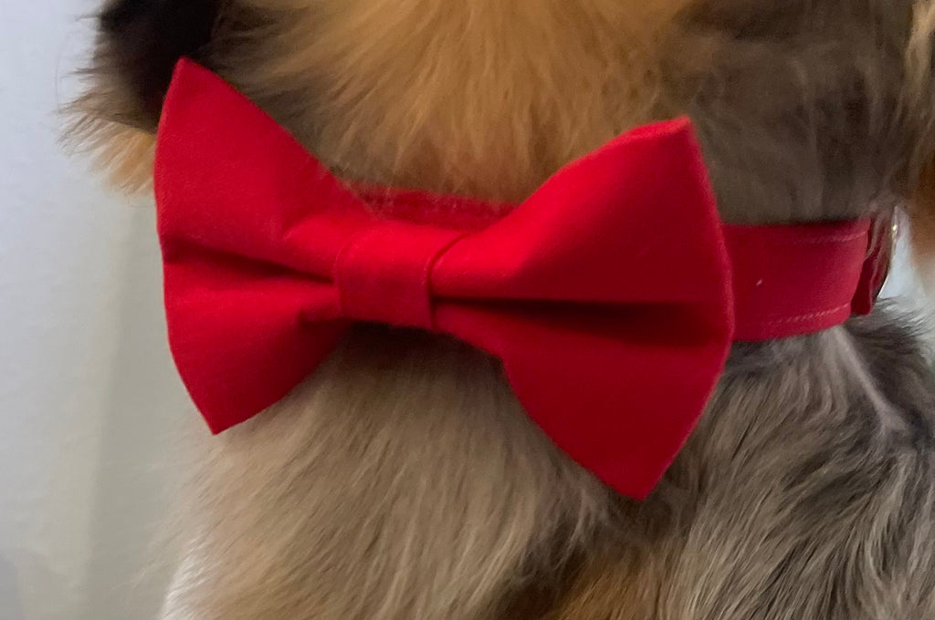 Custom Wedding Dog Collar