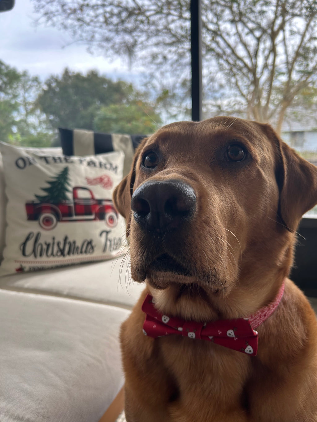 Santa’s Reindeer Roll Call Dog Collar