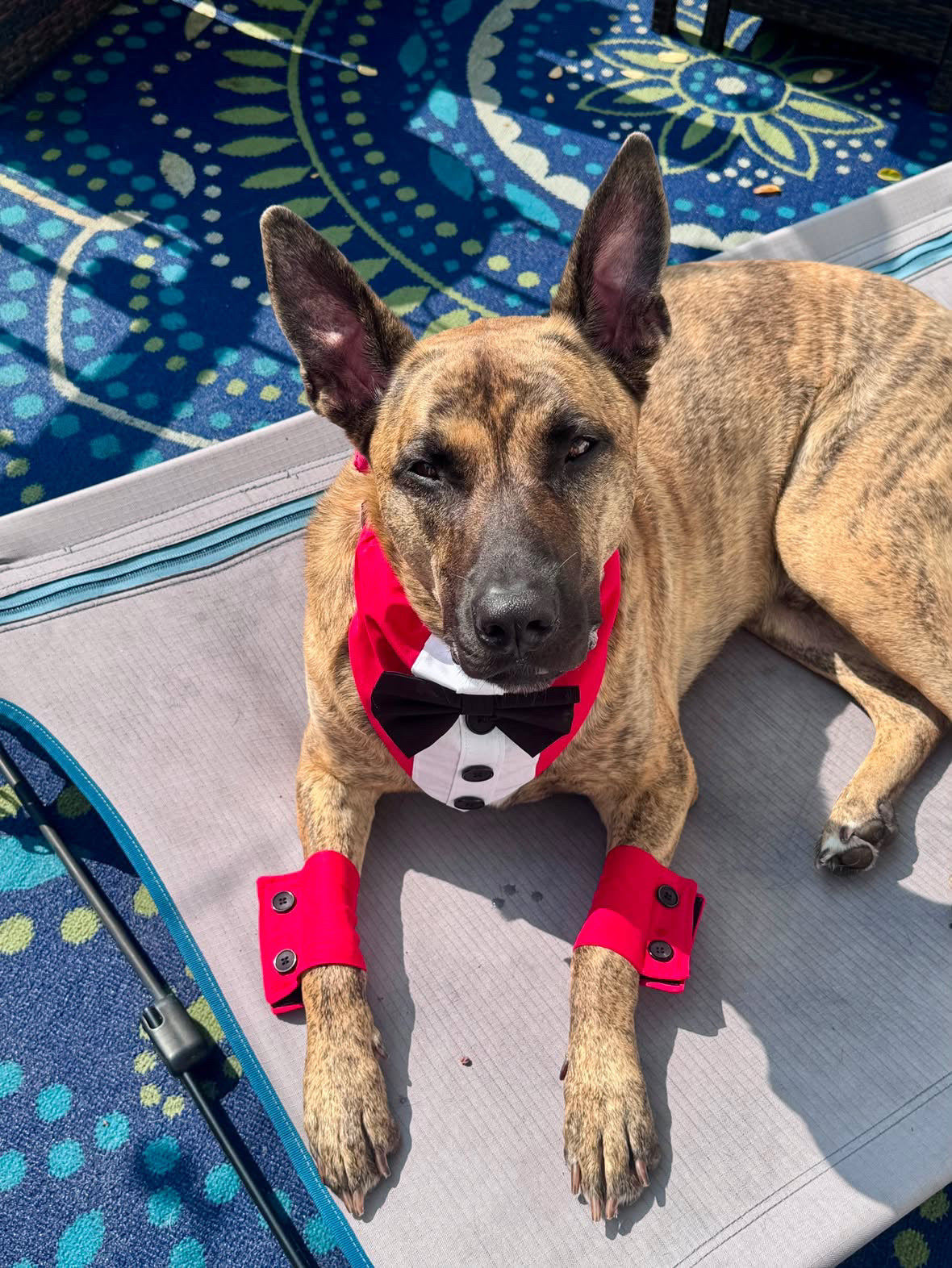 Classic Wedding Dog Cuffs