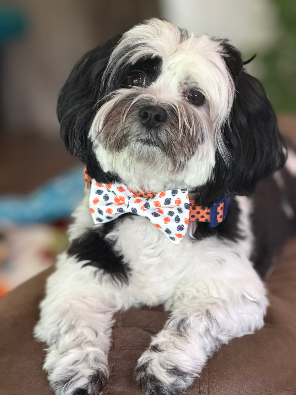 Game Day Football Pet Bows – Custom Team Colors