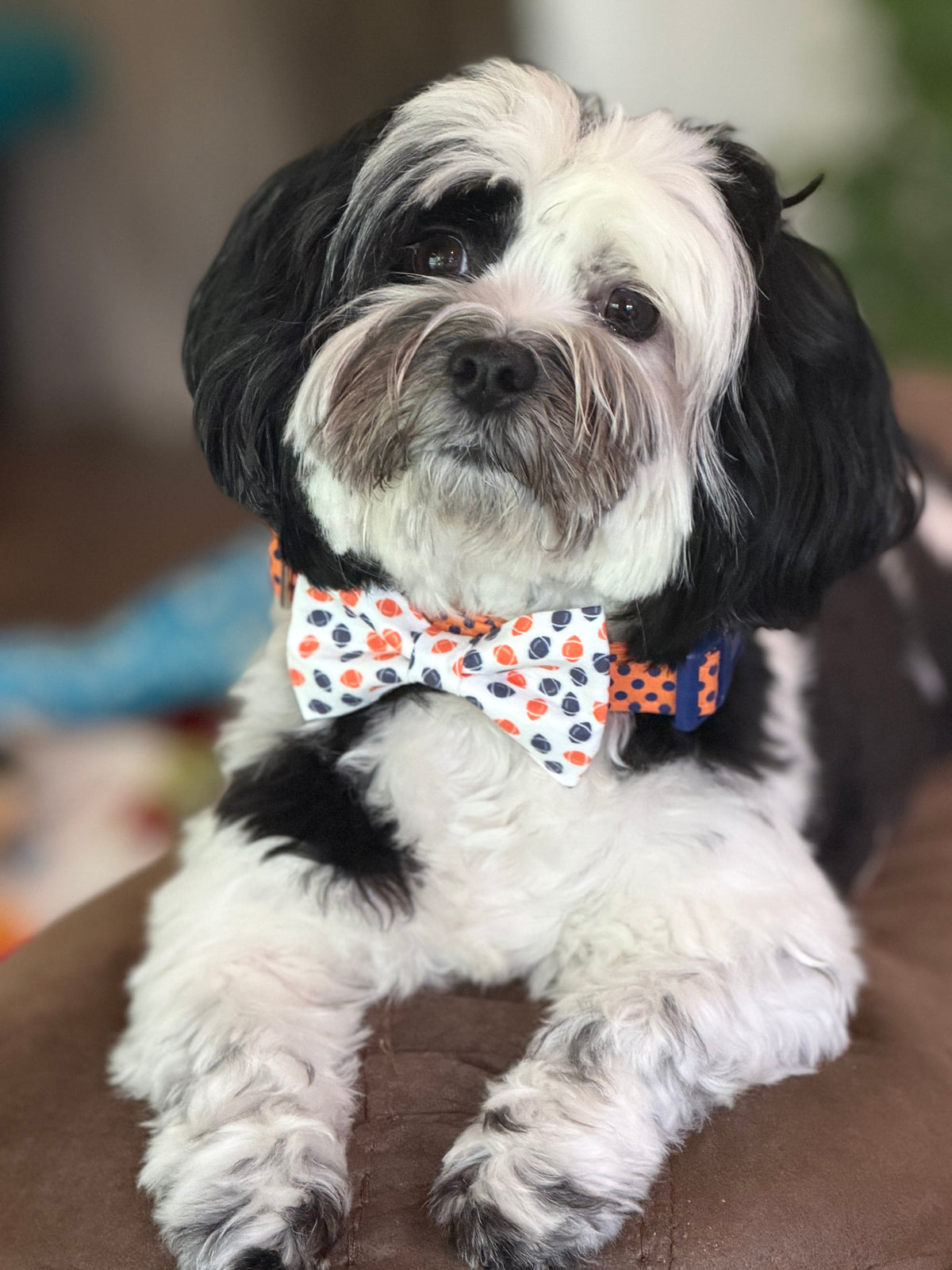 Game Day Football Pet Bows – Custom Team Colors