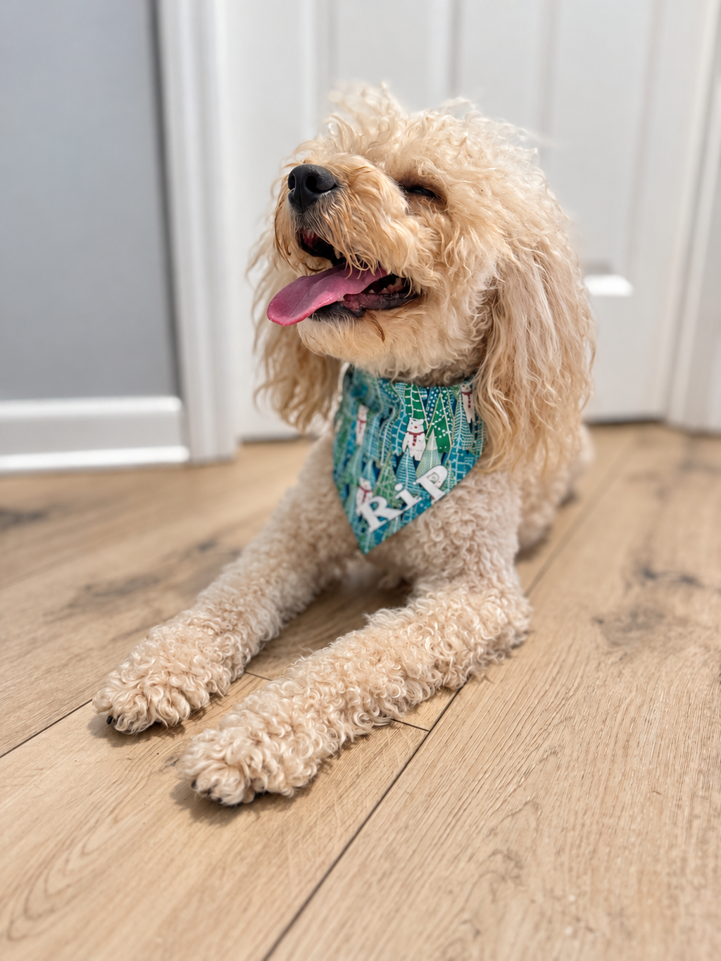 New Christmas Collar-Through Bandanas 🎄