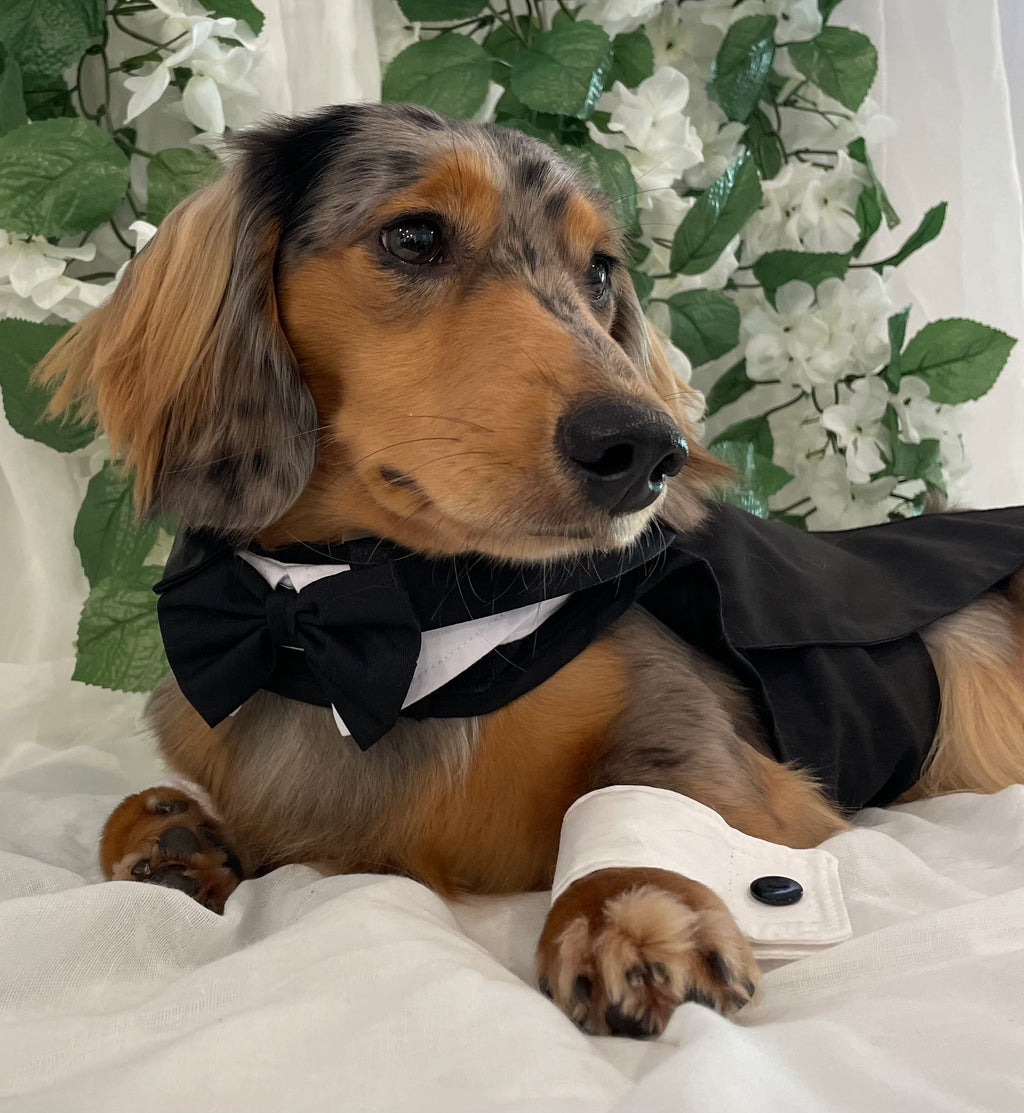 Classic Tuxedo Wedding Dog Outfit