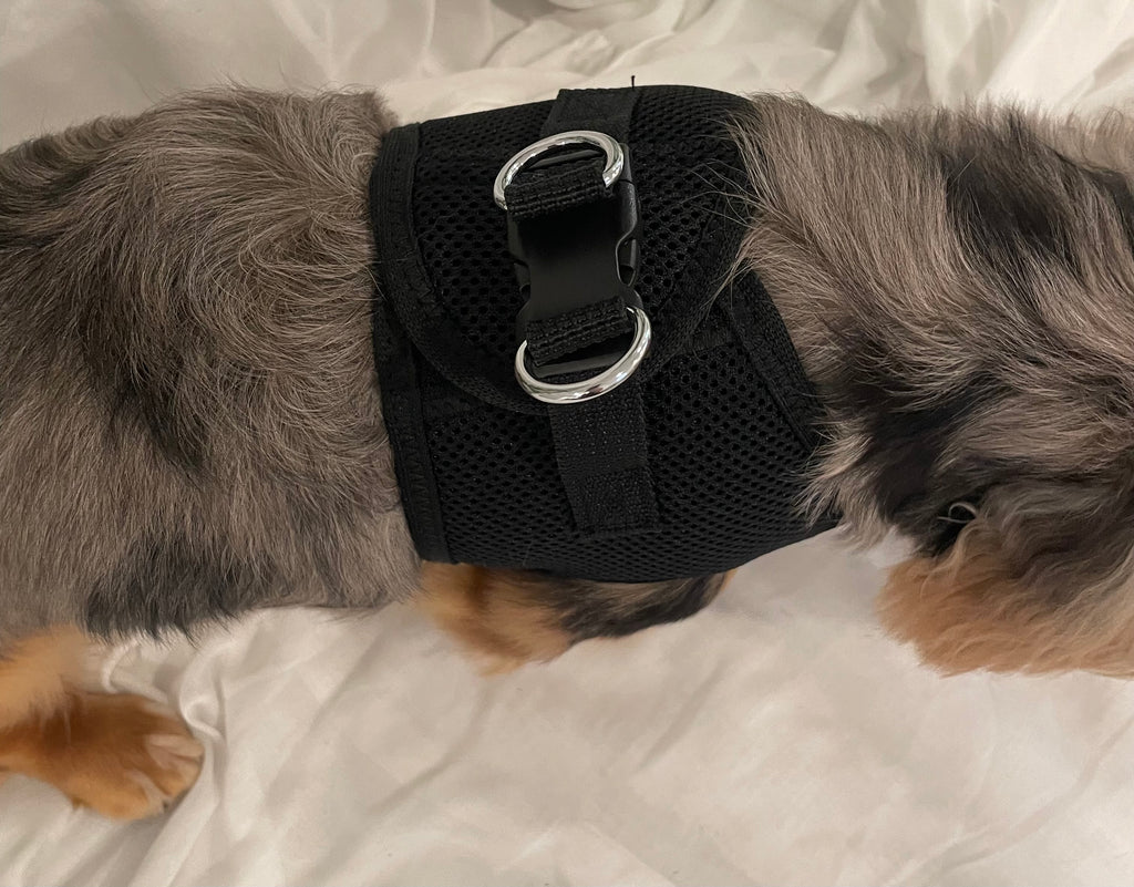 Dapper Gentleman Custom Formal Dog Harness
