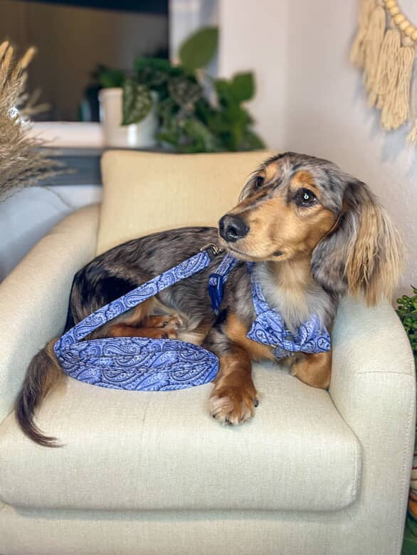 Blue Bayou Paisley Adjustable Dog Harness