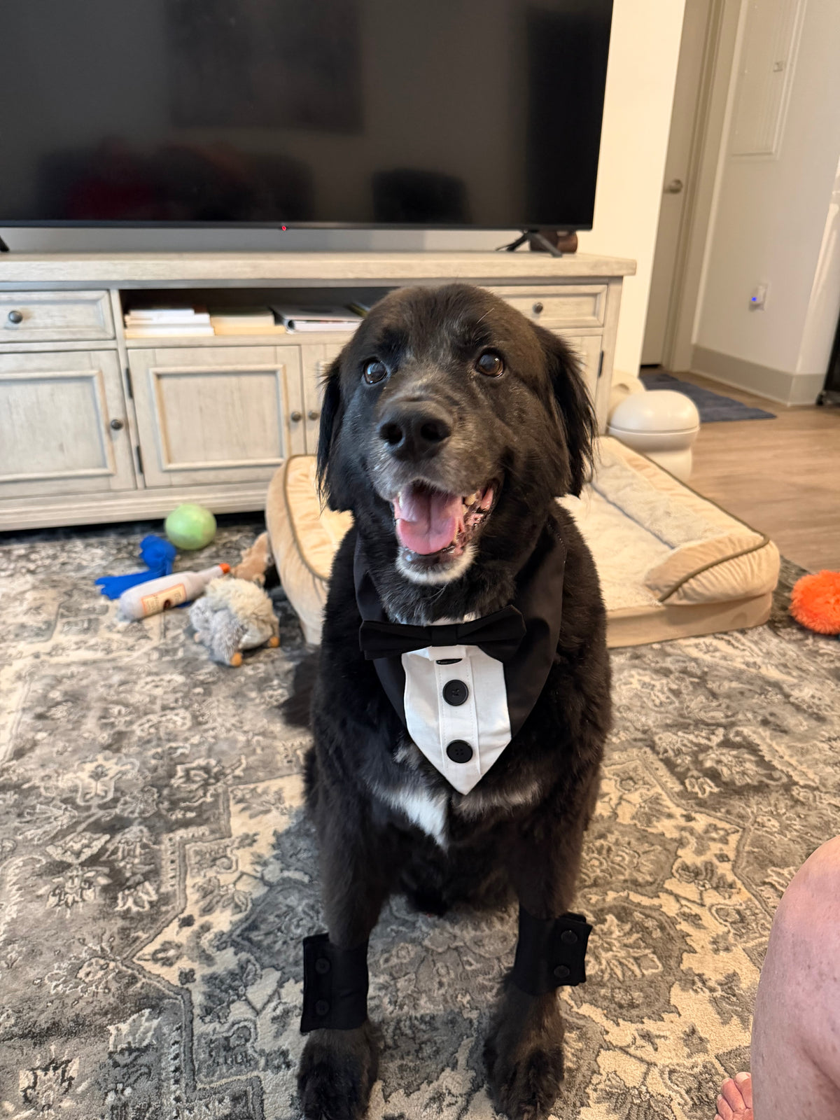 Classic Wedding Dog Cuffs