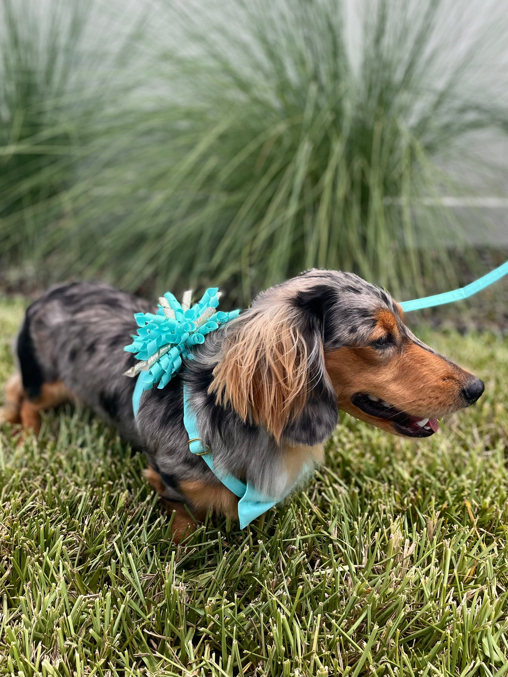 Custom Celebration Wedding Dog Harness