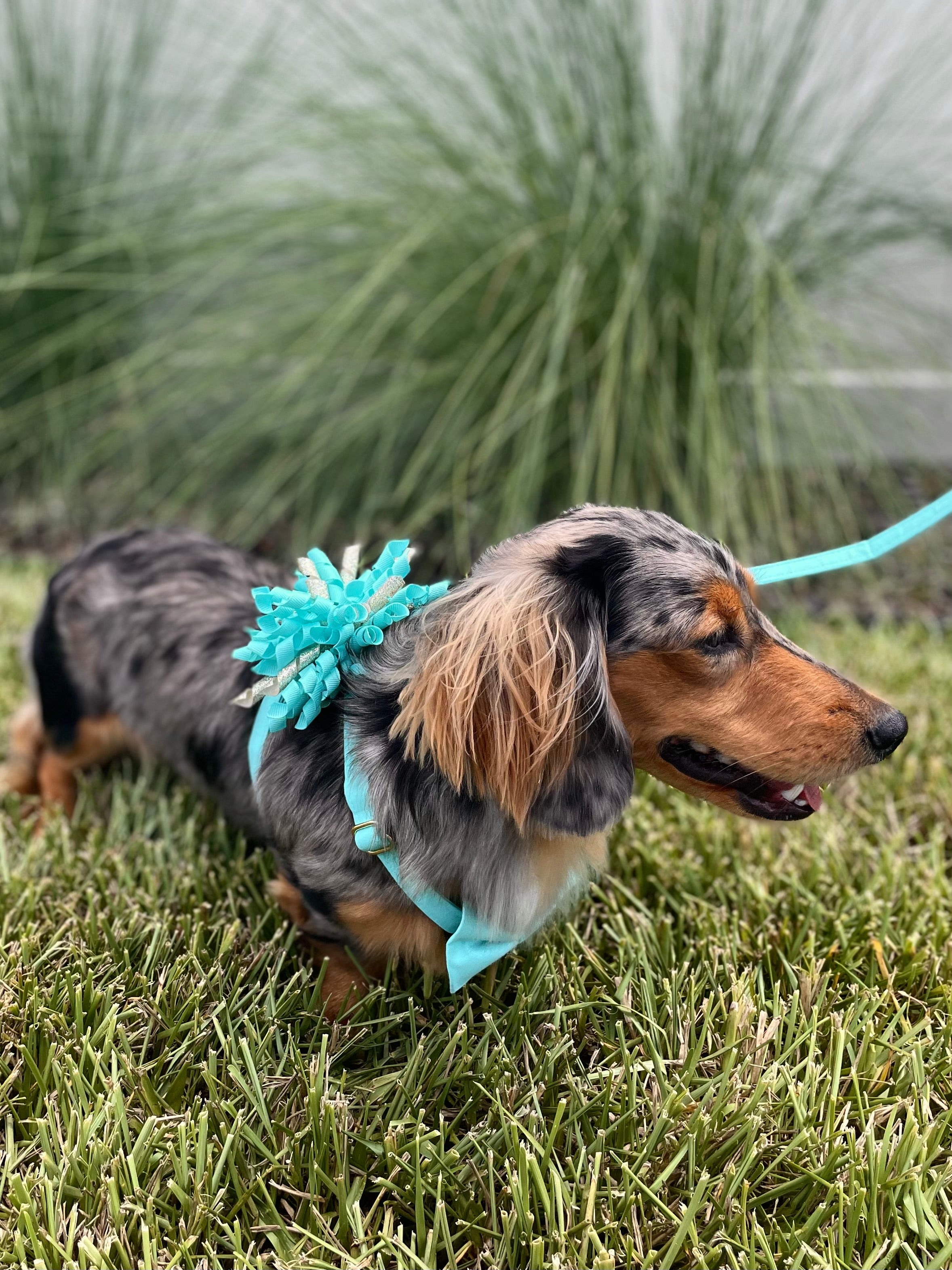 Custom Celebration Wedding Dog Harness