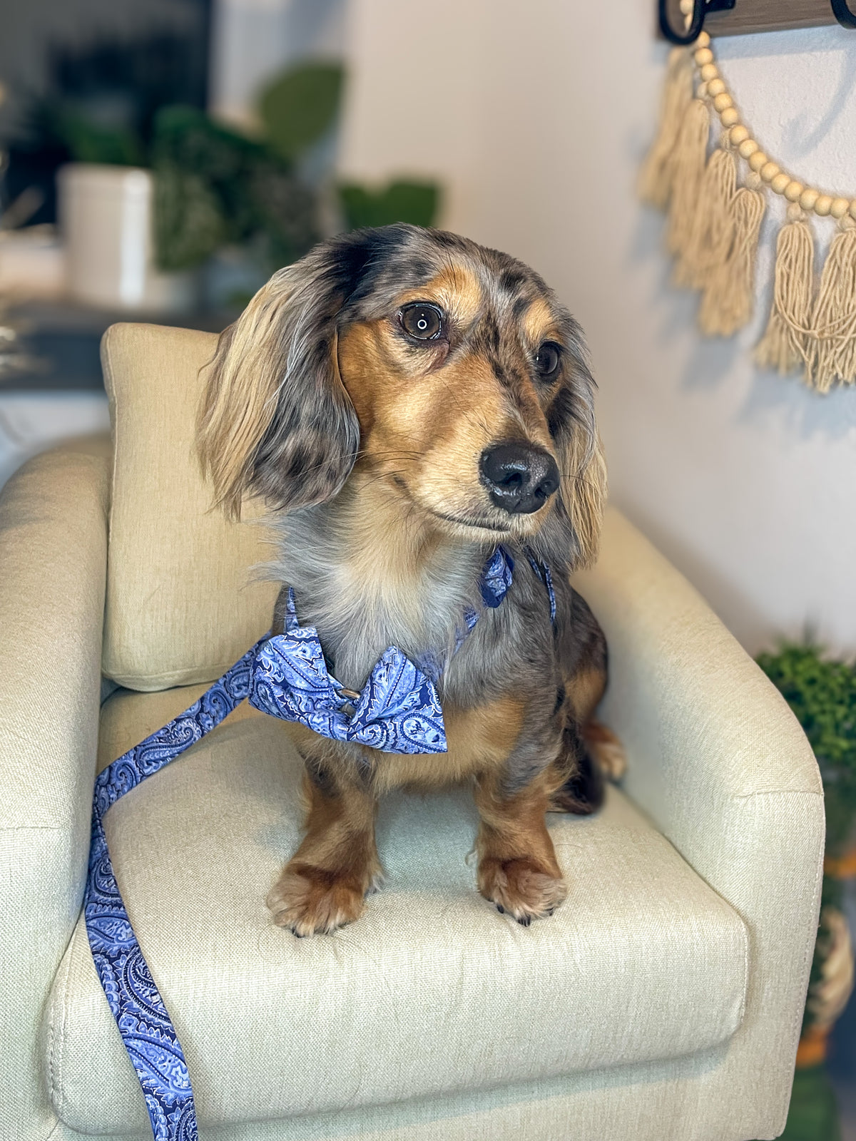 Blue Bayou Paisley Adjustable Dog Harness
