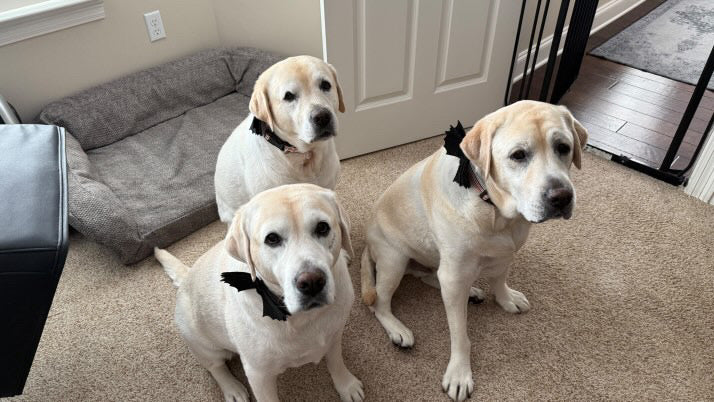 Bat Wing Pet Accessory – Collar or Harness Attachment