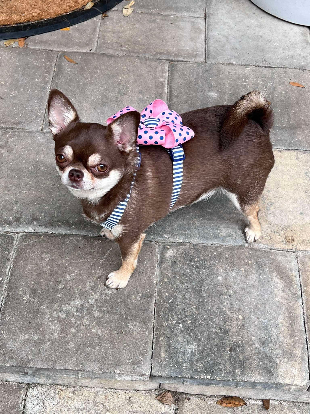 Nautical Navy Stripe Adjustable Dog Harness