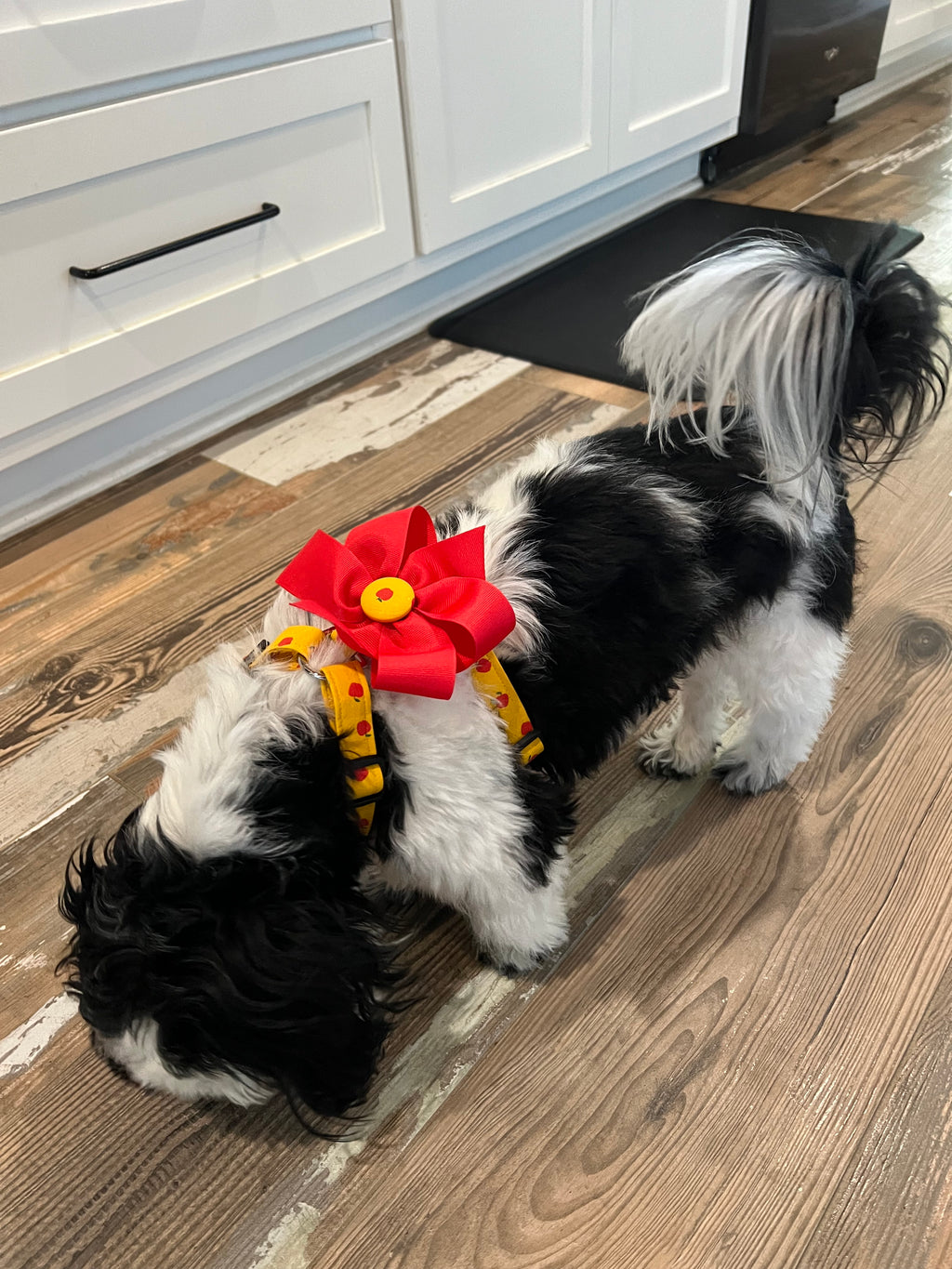 Apple Orchard Dog Harness