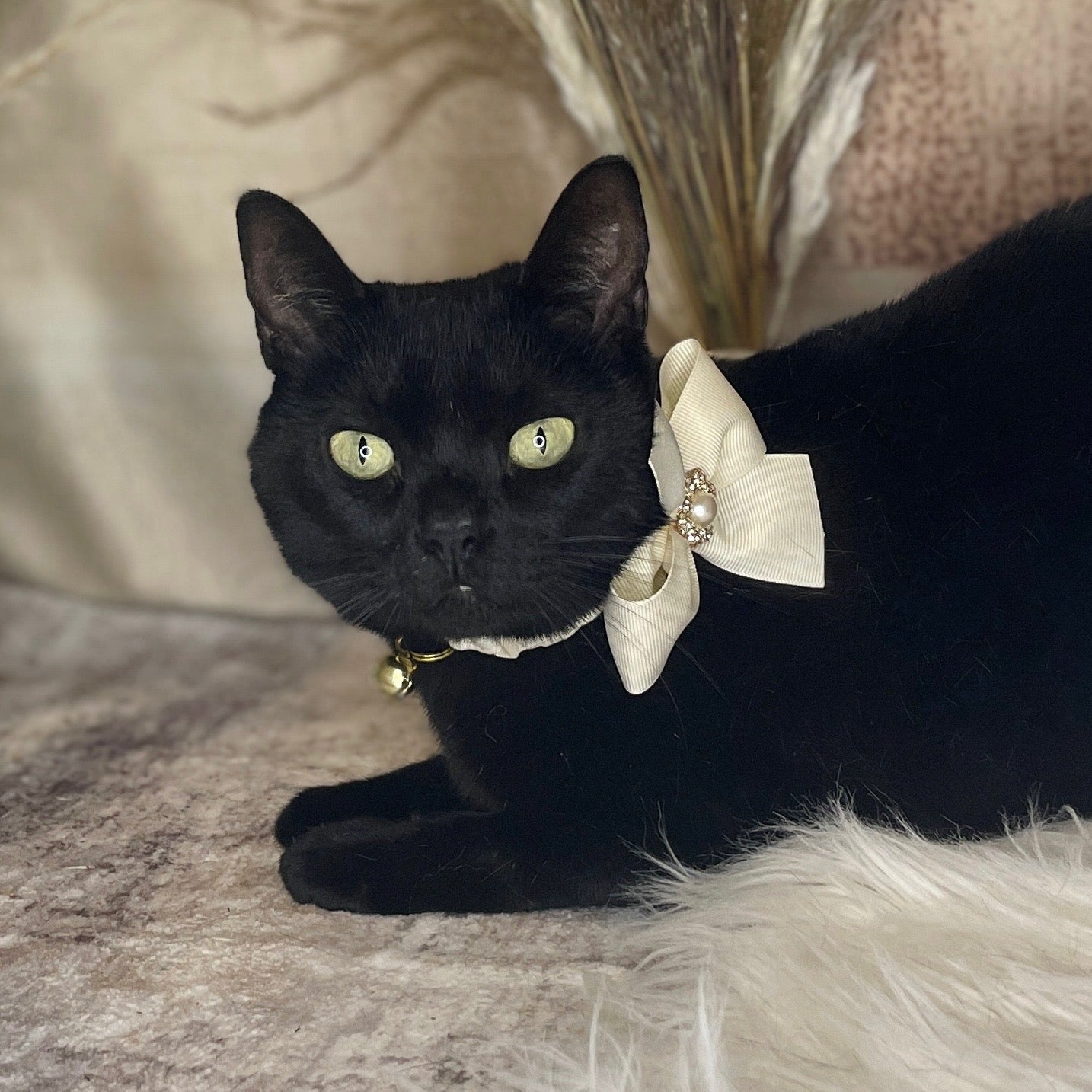 Custom Wedding Dog Collar