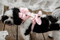 Custom Celebration Wedding Dog Harness