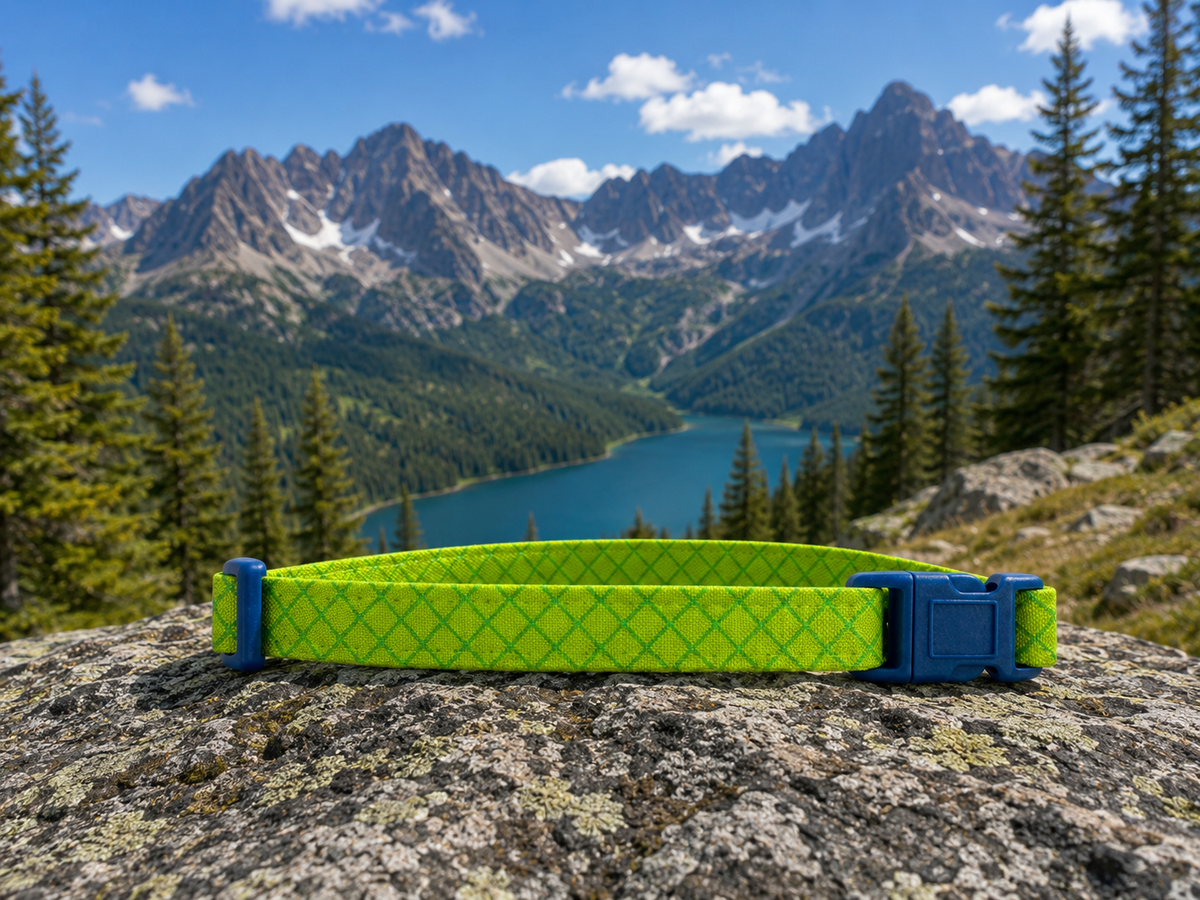 Electric Lime Dog Collar