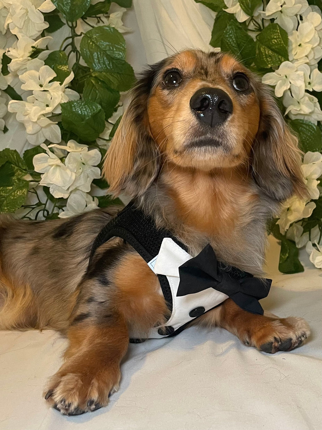 Dapper Gentleman Custom Formal Dog Harness