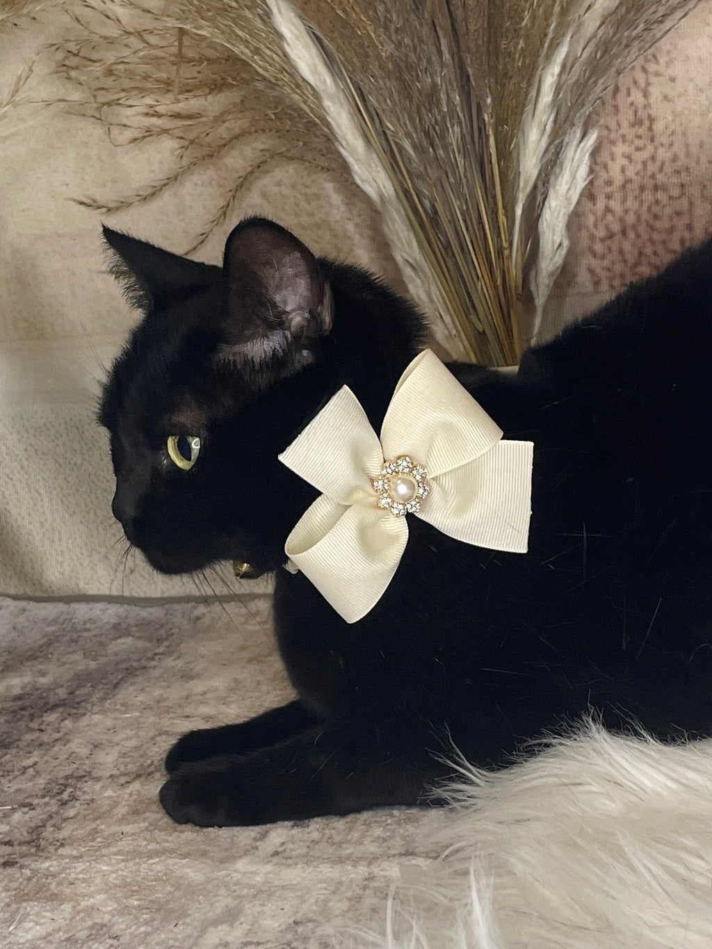 Custom Wedding Dog Collar