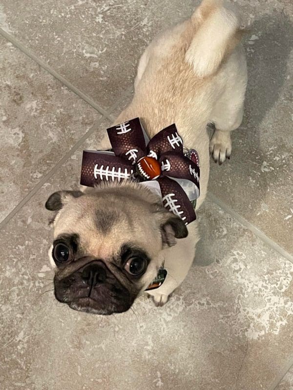 A pug dog wearing a football bow.