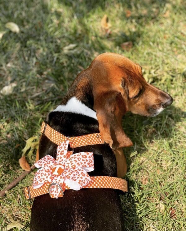 A black and orange beagle wearing a harness.