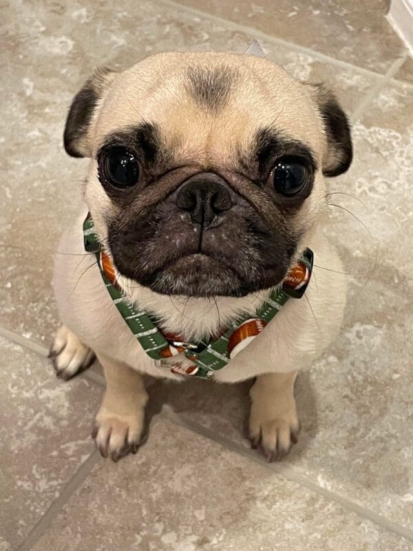 A small pug dog wearing a green collar.