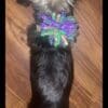 A dog with a bow on its head.