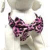 A dog wearing a pink leopard print bow tie.