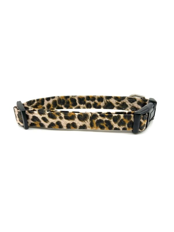 A leopard print dog collar with black plastic buckles.