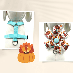 A dog harness and bow tie next to a pumpkin.