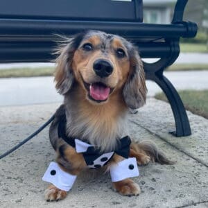 Formal Dog Harness with customizable white button shirt front- Your choice of Bow Tie color , Hook and Loop Closure, double d-ring for easy hook up