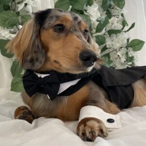 Black Dog Harness Classic Tuxedo Jacket- Bow Tie and Cotton Collar, Hook and Loop Closure, Split Back Tails